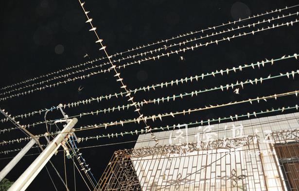 良垌騰飛的祥兆?百萬隻燕子漫天蓋地集結平坦圩