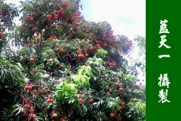 廉江東南煙水綠，新雨山頭荔枝熟（攝良垌荔枝）