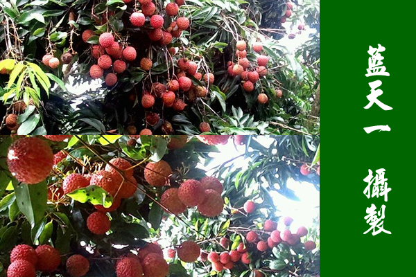 廉江東南煙水綠，新雨山頭荔枝熟（攝良垌荔枝）