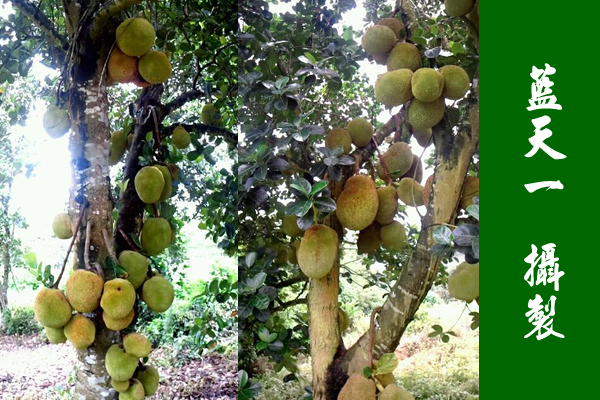 廉江東南煙水綠，新雨山頭荔枝熟（攝良垌荔枝）