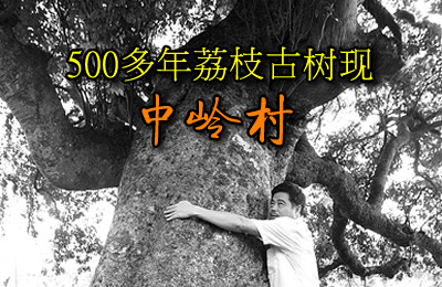 500多年荔枝古树现良垌镇中岭村？