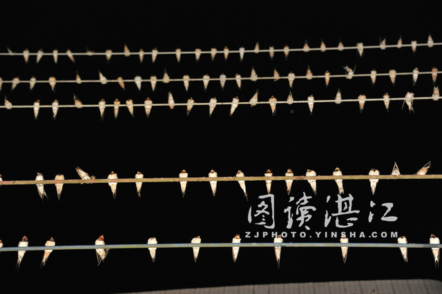 良垌騰飛的祥兆?百萬隻燕子漫天蓋地集結平坦圩
