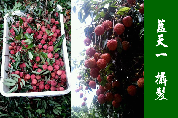 廉江東南煙水綠，新雨山頭荔枝熟（攝良垌荔枝）