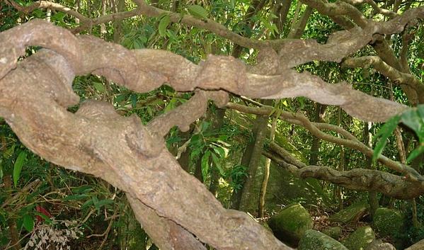 良垌镇丰背村轶事 百年古村的景象