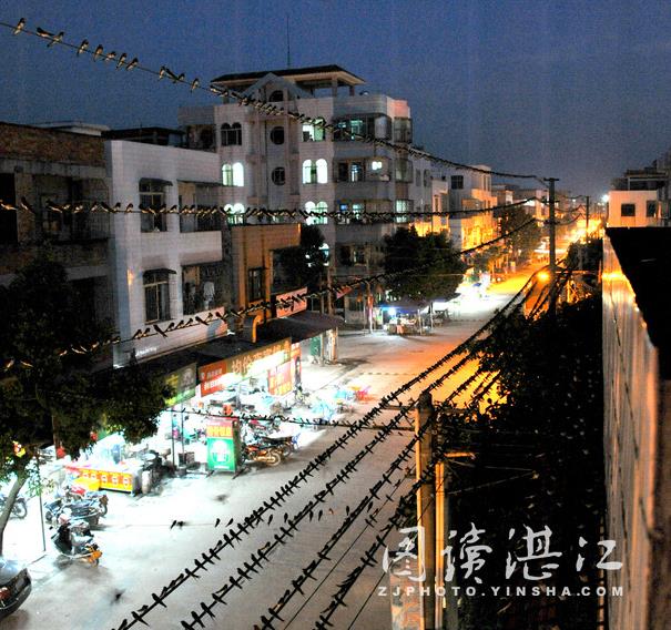 良垌騰飛的祥兆?百萬隻燕子漫天蓋地集結平坦圩