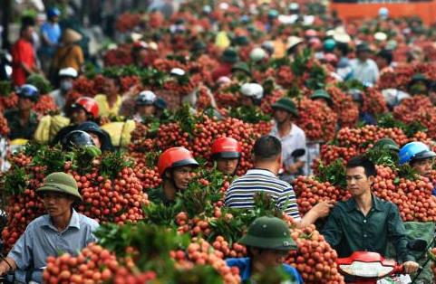 因荔枝出口中國遇阻 越南工商部號召9000萬越南人全民吃荔枝