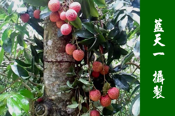 廉江東南煙水綠，新雨山頭荔枝熟（攝良垌荔枝）