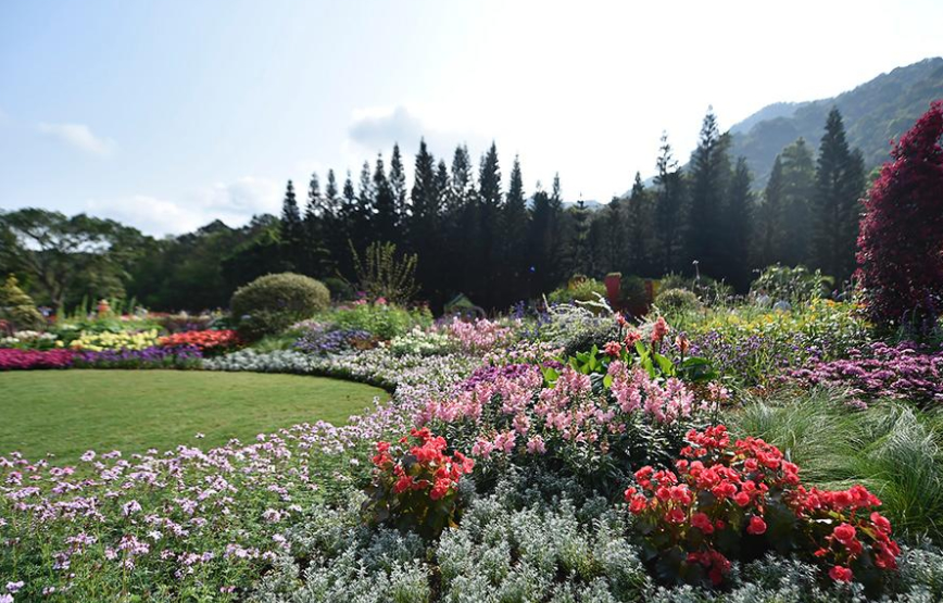 保证让你心花怒放！粤港澳大湾区2019深圳花展来了