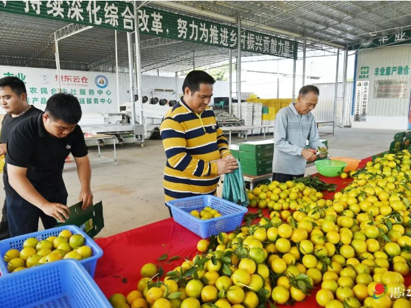 廉江市丰业种植专业合作社在政策上得到了多方面的支持