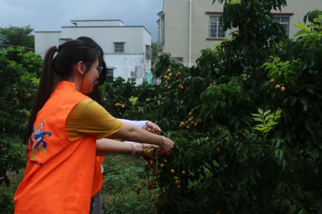 实践团成员合作采摘黄皮果