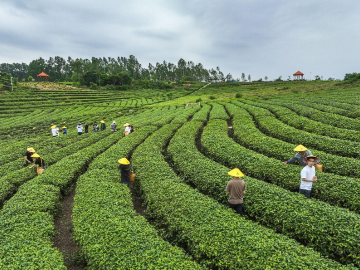 廉江市良垌镇生态农业产业联合会负责人人选公示
